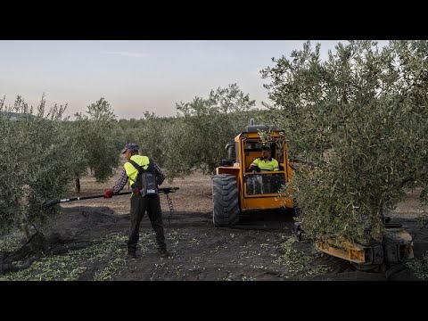 Ισπανία: Η κρίση του ελαιόλαδου