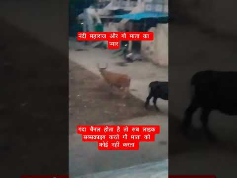 नंदी महाराज और गौ माता का प्यार#13million #cow #motivation #animalfarming #facts