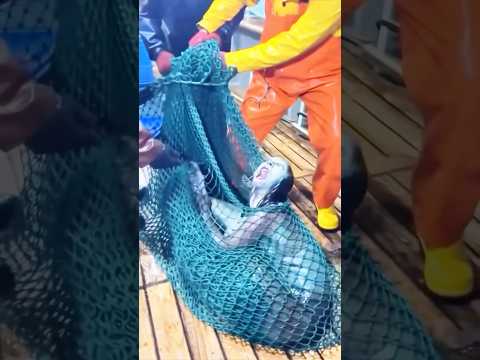 Eske sevre sam wè aaa?