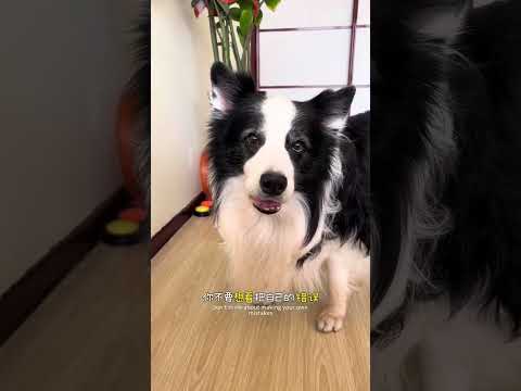 边牧犯错怎么办 #边牧 #全网召集萌主候选人 #萌主总动员 #抖in萌宠计划 #万物可爱计划