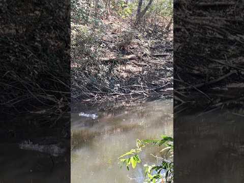 wow esto fue increible 🎣😱#fishing #pesca #nature