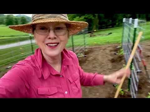 HOW to PLANT TOMATOES in a TRENCH - 4 REASONS!