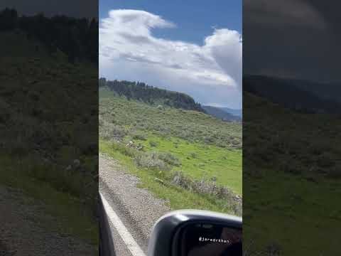 Pronghorn chases off a hungry coyote