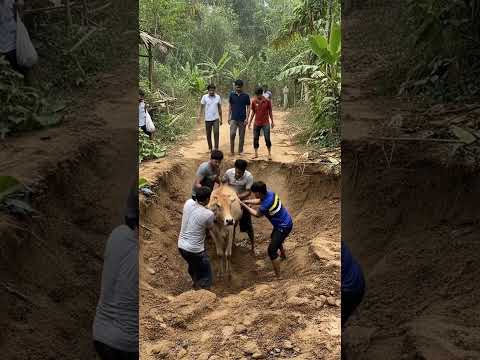Villagers Saves Cow - Animal Rescue