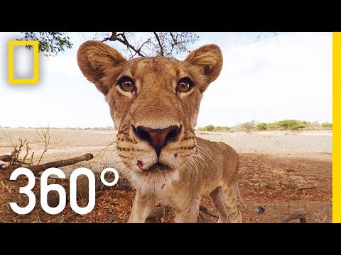 Lions 360° | National Geographic - UCpVm7bg6pXKo1Pr6k5kxG9A