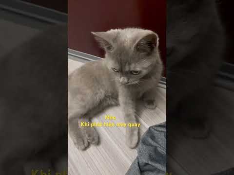 Quay có xíu mà thái độ quá#linhmientay #xuhướng #pets #cat