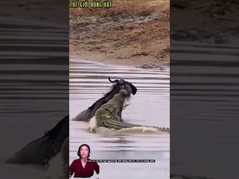 cá sấu bất ngờ ngoạm lấy linh dương kéo nó xuống nước.