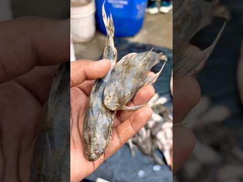 You Won’t Believe What This Gosa Fish Did 🎣😮 !! #facts #fishing #fishingvideo #trendingshorts