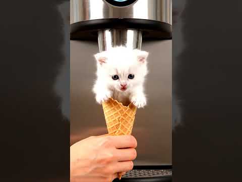 #asmr #cat #cats #meow #shorts