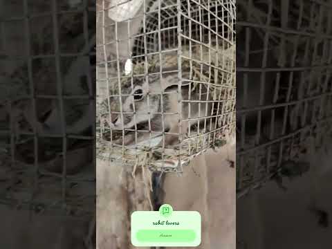 #bhojpuri #rabbit #love #haryanvisong