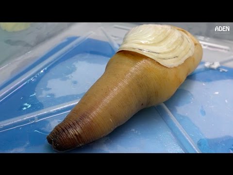 Geoduck Sashimi - Street Food in Japan - UCu9g5OmzcCpcJnmSYyHnIVw