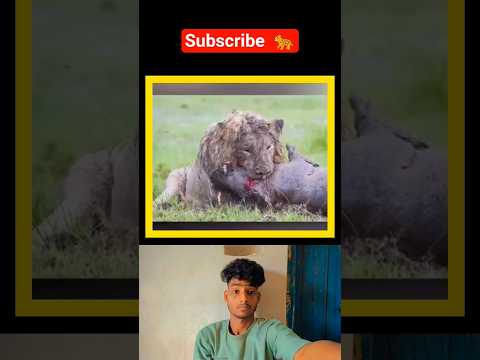 Old Lion, Deadly Hunt🐆