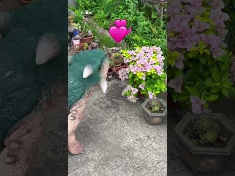 Dinosaur Robot Falls in Love With Flowers