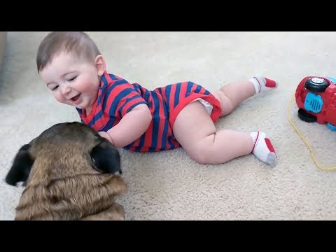 Daily DOSE of LAUGH GUARANTEED! - CUTE BABIES and DOGS Compilation 2018!