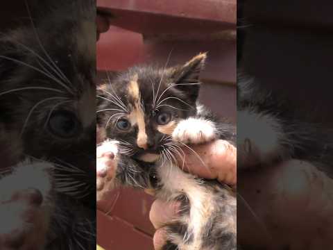 Kitten Snatchin' Rescues!