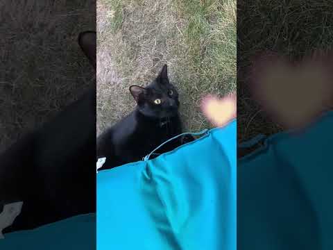 🐈‍⬛😀❤️ Bobík #cat #happy #cute #happycats #funny #funnycats #short #shorts #videoshort #cz