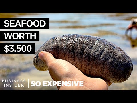 Why Sea Cucumbers Are So Expensive | So Expensive - UCcyq283he07B7_KUX07mmtA