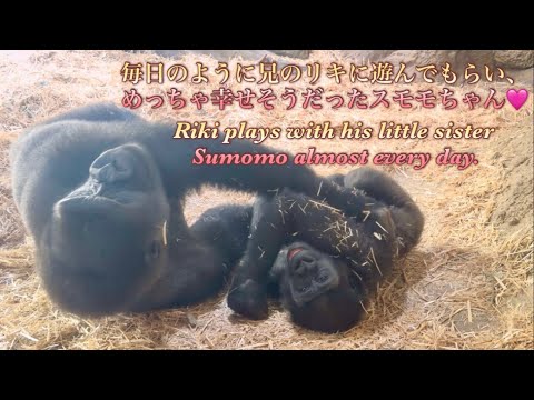毎日のように兄のリキに思いっきり遊んでもらい、めっちゃ幸せそうだったスモモちゃん♪⭐️ゴリラGorilla【上野動物園】Riki plays with his little sister Sumomo