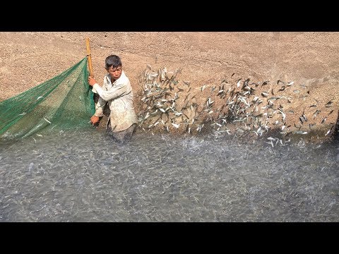 Amazing cowboys catch a lot of fishes by net - Survival Fishing