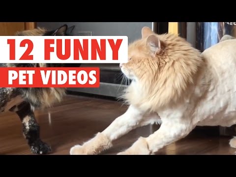 12 Funny Pet Videos Compilation 2016 - UCPIvT-zcQl2H0vabdXJGcpg