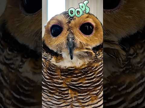 Bibib kamu salah paham!😭😱😩 #funny #cuteanimals #cute #owl #funnyanimal #pets #cat