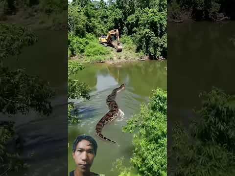 melintas di air #anaconda #funny #ularbesar #youtube #yt #ytshorts