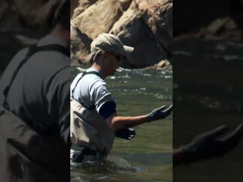 Jeremy Catches A Rare Fish He has Been looking for since Childhood |
River Monsters | Animal Planet