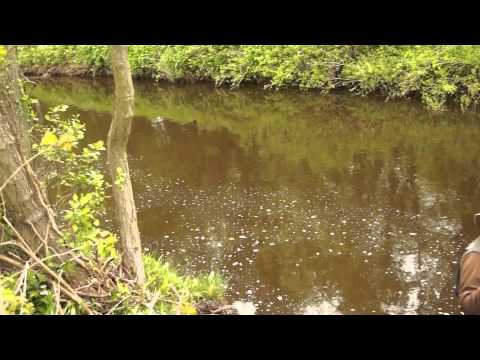 Streamer Fishing