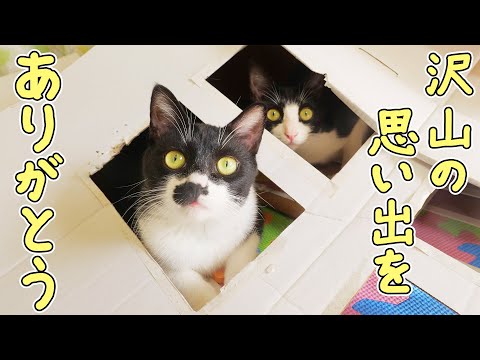 保護猫あずき＆さくらの引っ越し日が決まり、ずっと二匹を見守ってきた○○○○○とも、ついにここでお別れとなりました🐈🐈