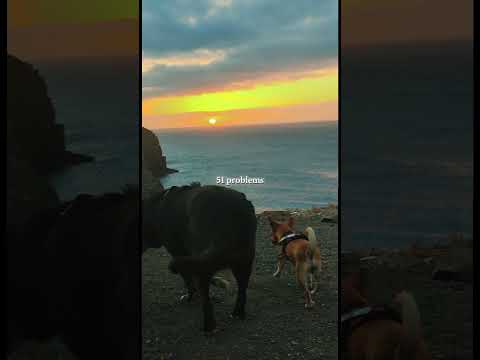 La vida es Bella🐾✨#atardecer #paisajes #perros #calma #pets #amorincondicional #dogshorts #dog