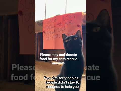 Pov. Am sorry babies... people didn'tstay 10 seconds to helpJOu #answersneeded cats rescue