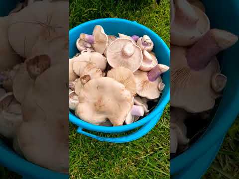 Наш грибник #грибы #mushroom #shorts