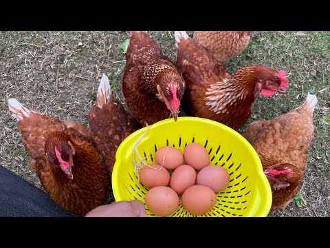 7 Itlog Today 🥚 | NZ Chicken Life ng OFW 🇳🇿 Simple Pero Masaya!