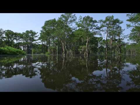 The Atchafalaya Basin - DJI Ronin on airboat test (raw footage) - UCTs-d2DgyuJVRICivxe2Ktg