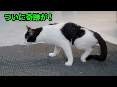 後ろ足が麻痺した猫の雨ちゃんが自分の足で歩き出した！泣くほど嬉しかった！