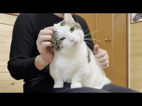 猫の動画サムネイル - 大量の毛を落としていく換毛期すぎる猫