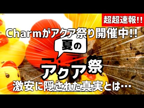 【急げ!!】激安注意報!!またまたCharmが激安セールを開催中!!狙い目商品ピックアップ!!#711【アクアリウム】