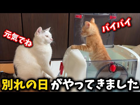 猫の動画サムネイル - ひとりぼっちで怯えていた子猫が幸せへと旅立ちました