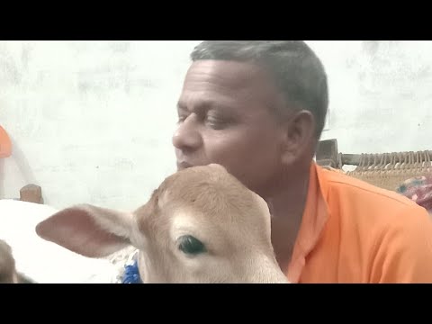 Jay Gau Mata @GaonKiZindagiHarish 