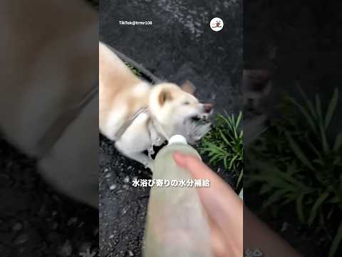 猫の動画サムネイル - 柴犬メアリーの水分補給法｜PECO