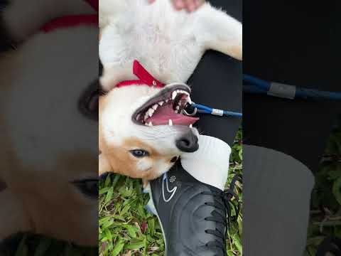 This is the life 💖🐶 #shiba #shibainu #dog #puppy #cute #theshibedoge