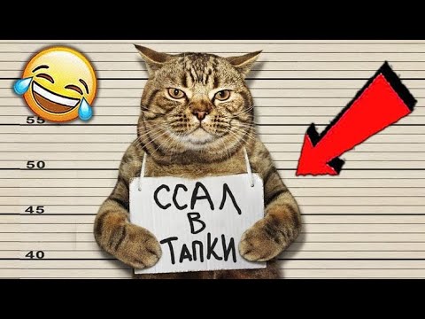 🐱УМОРА с КОТОВ!