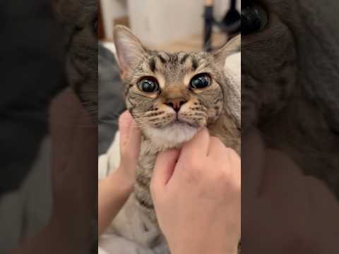 猫の動画サムネイル - 赤ちゃんのようなスコティッシュが可愛すぎる!! #shorts #猫 #cat