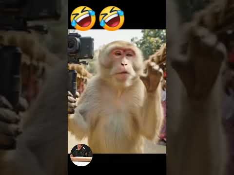 Mukhra monkey  bioy mang bwswk chasinani #reelsvideo # funnyvideos #funny #shortstory #poorcat