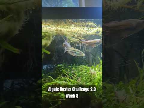 Algae Buster Challenge 2.0 Week 8 