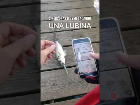 🐟✅😜 “Pezqueñines ¡NO, GRACIAS! hay que dejarlos crecer”#capturaysuelta #pescadeportiva