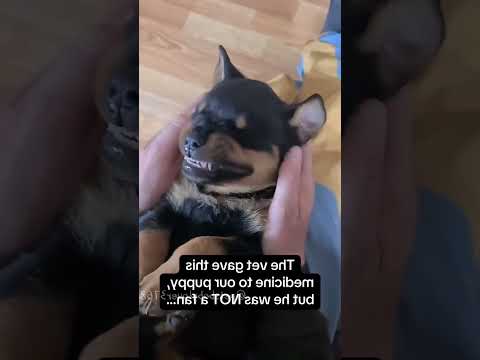 Funny and cute dogs  #dog #funny #pets #puppy #dogs #puppies #dogshorts #cutedog