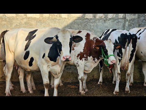 ابقار ألماني اقرع عالي الانتاج 40لترا مزرعة احمد صبوح الحريري بتاريخ 10/3لتواصل 0997192642