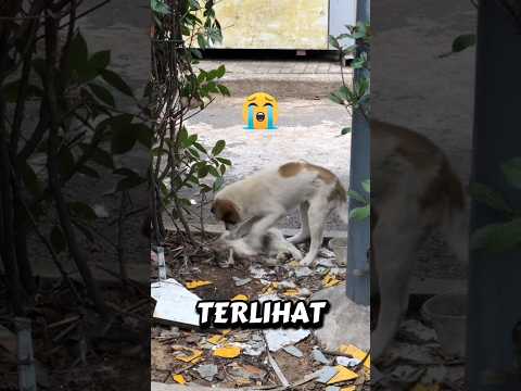 sedih,kucing ini meninggalkan sahabatnya untuk selamanya#short#feed#shortfeed#shorts#kucing