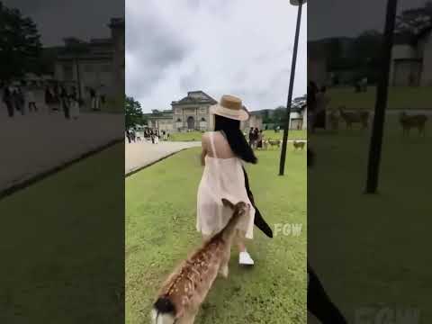 What Your Pet Does When You're Not Looking #funny #animals #shorts